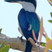 Forest Kingfisher